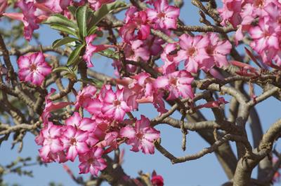 Adenium spp